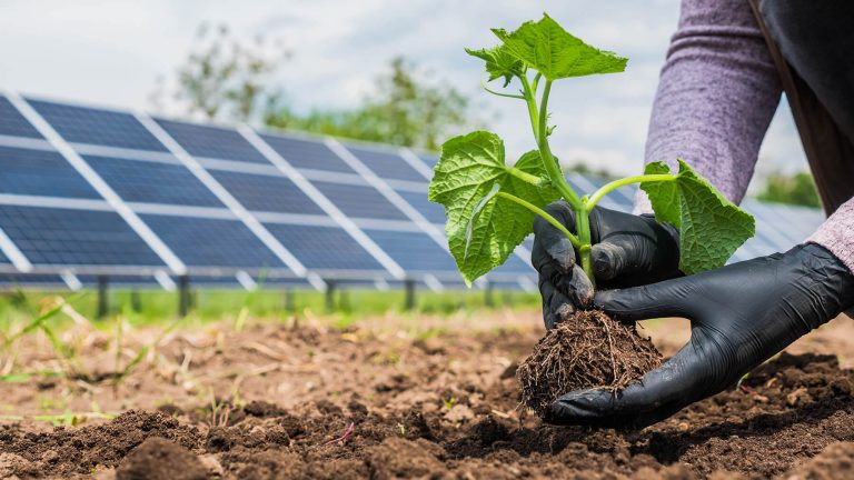 The Benefits of Solar Power in Agriculture | Renewable Energy Design Group